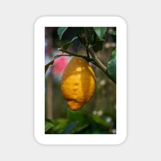 Single lemon in a tree Magnet