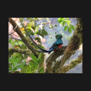 Male Quetzal in Tree T-Shirt