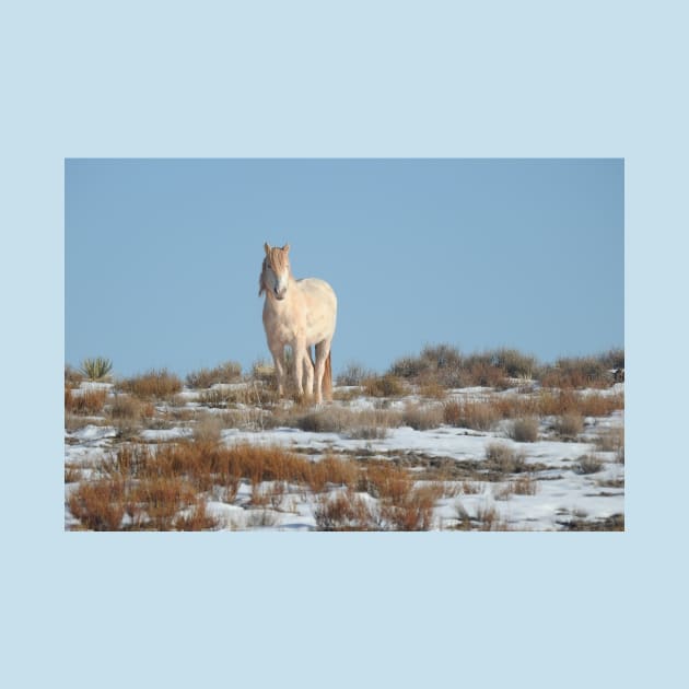 Wild horses, Arizona, nature, wildlife, gifts by sandyo2ly