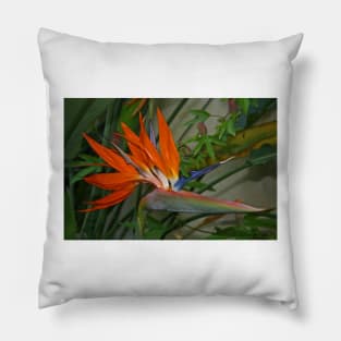 Bird of Paradise Flower Pillow