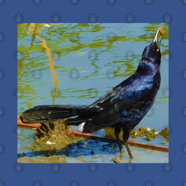 Gobbling grackle by FriendlyComputerHelp