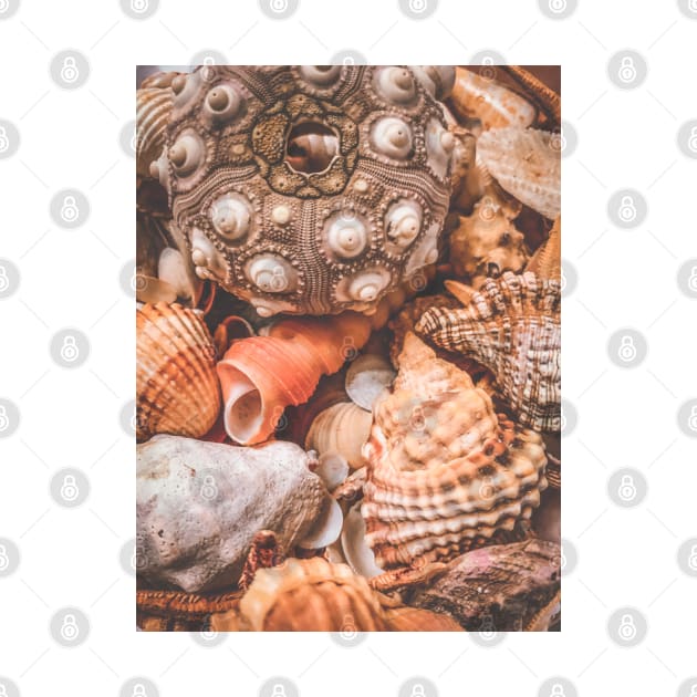 Seashells Summer Nature Relax Yoga Meditation by eleonoraingrid