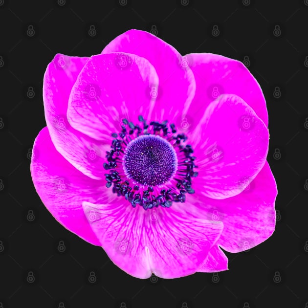 Cerise pink Anemone by dalyndigaital2@gmail.com