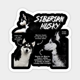 Siberian Husky Fun Facts Magnet