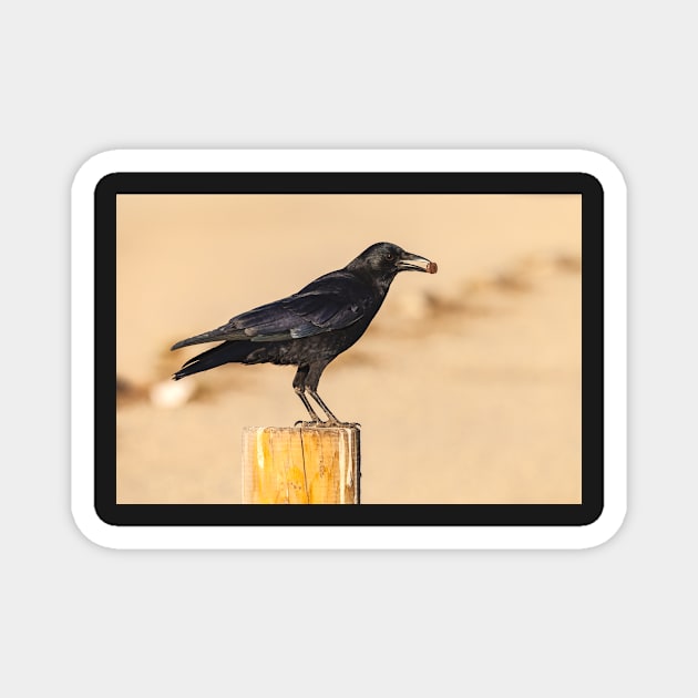 American Crow Magnet by jvnimages