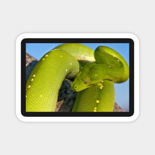 Green Tree Python, Australian Reptile Magnet