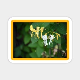 Honeysuckle Magnet