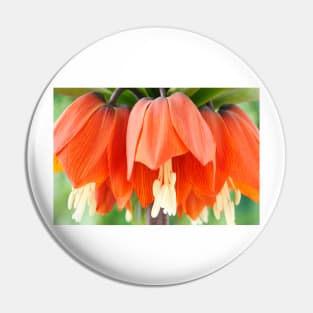 Fritillaria imperialis  &#39;Rubra&#39;  Crown imperial  Fritillary Pin