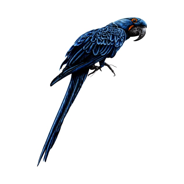 Hyacinth macaw by lorendowding