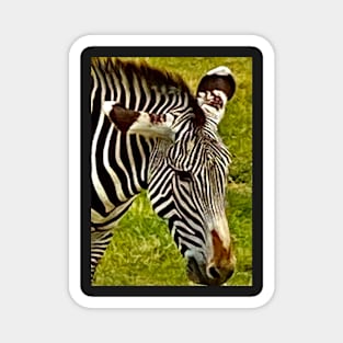 Zebra smile Magnet