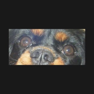 cavalier king charles spaniel black and tan eyes T-Shirt