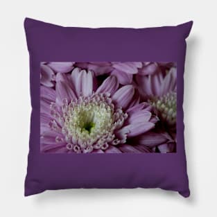 Beautiful purple Dahlia Pillow