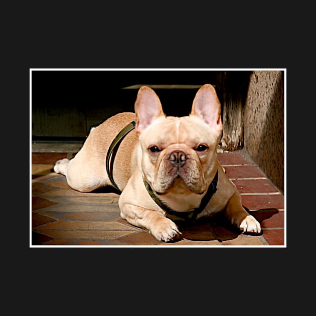 Portrait of a Frenchie by markross