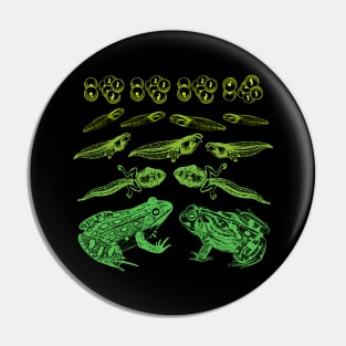 Leap of Life: Vintage Science Illustration of Frog Tadpole Life Cycle - An Educational Treat for Biology Teachers Pin