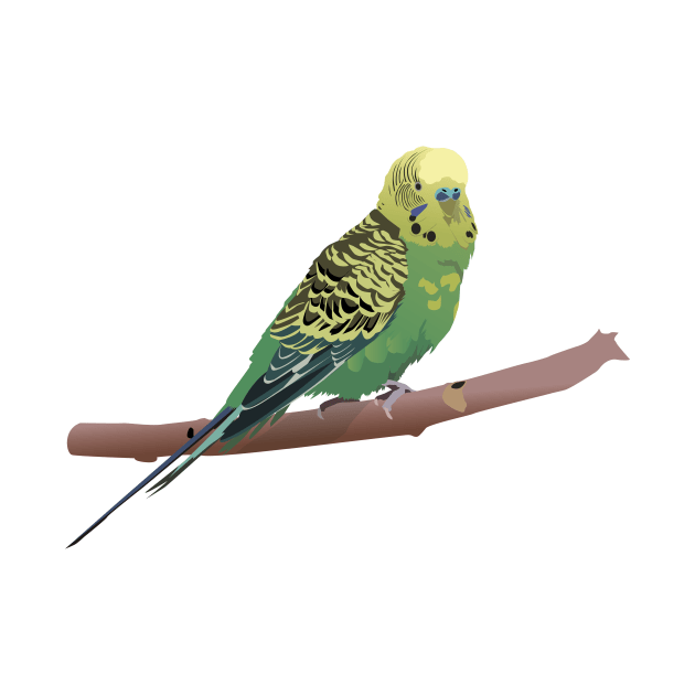 Budgerigar Parrot by NorseTech