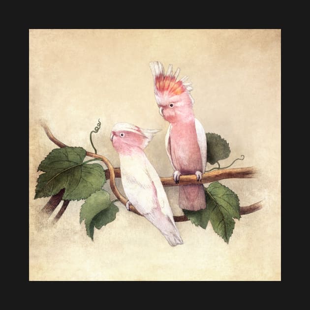 Pink Cockatoos by Terry Fan