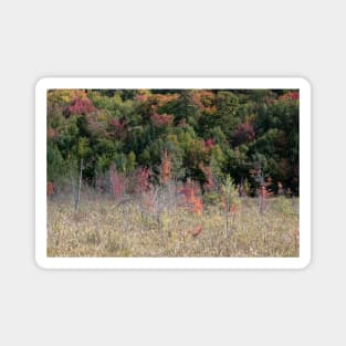 Searching for Fall Colors in the Adirondacks!! Magnet