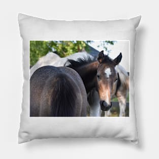 TB COLT Pillow