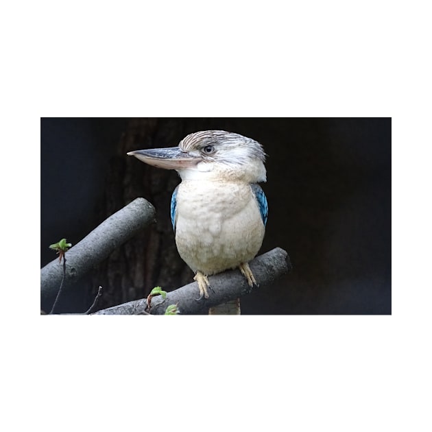 Blue winged kookaburra by kawaii_shop