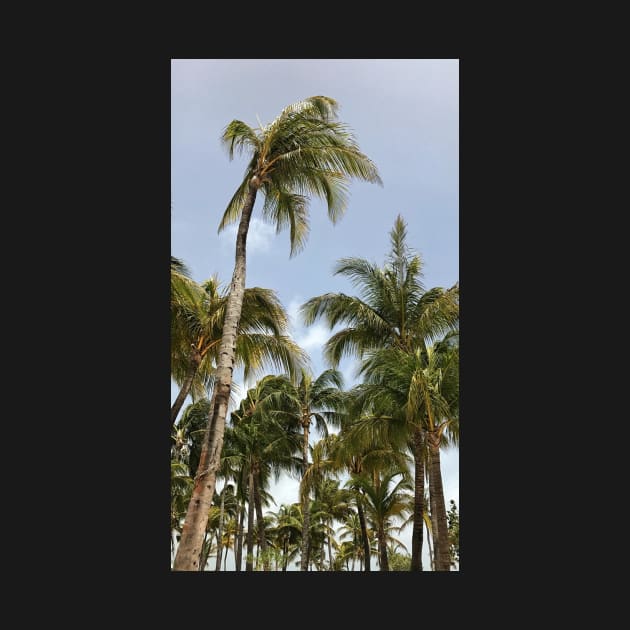 Palm Trees Aruba Caribbean by simplythewest