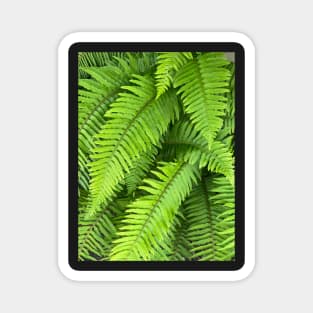 The Healing Power of Nature and the Green Forest Ferns Magnet