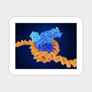 Histone methylation, molecular model, (F035/7250) Magnet