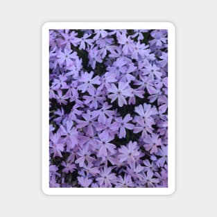 Purple Floral Garden Flower Pattern Magnet