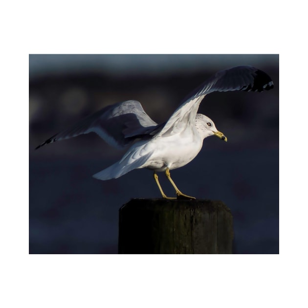 Gull in the Spotlight by fparisi753