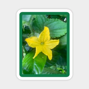 Cucumber flower Magnet