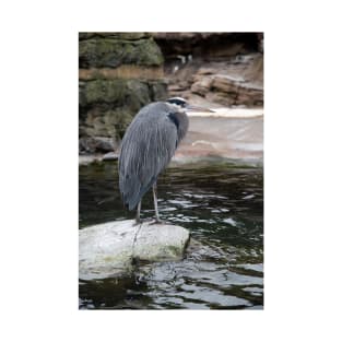 Blue Heron Hanging out on a Rock T-Shirt