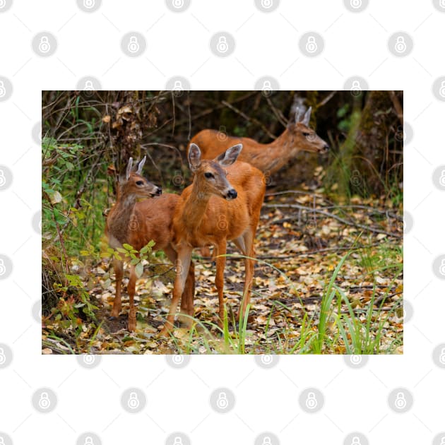 A Trio of Blacktail Deer in the Forest by walkswithnature