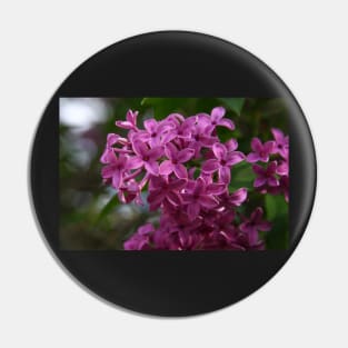 Lilacs Pin