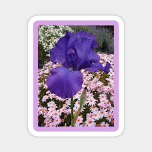 Iris Flower Indigo Blue with pink Daisies Magnet