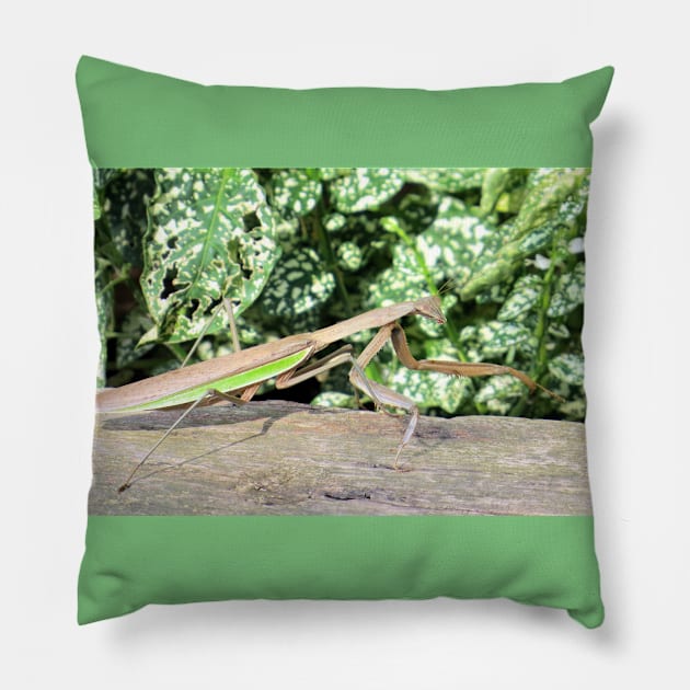 Praying Mantis No.3 Pillow by MaryLinH