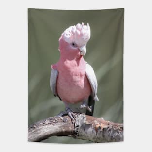 Pink cockatoo Tapestry