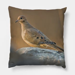 Mourning Dove On Rock Pillow