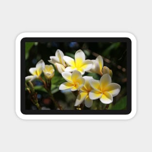 Frangipani Magnet