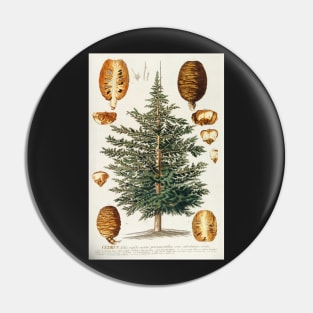 Cedar tree and cone dissectation - Cedrus - botanical illustration Pin