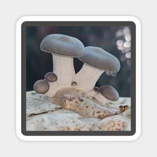 New Pearl Oyster Mushrooms Magnet