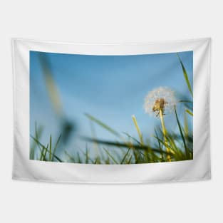 Dandelion in field. Tapestry