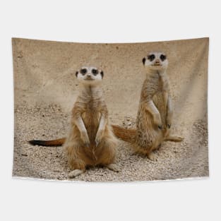 Meerkat, suricata suricata Tapestry