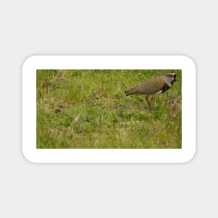 121017 Lapwing Magnet