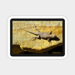 Sunning Fence Lizard Magnet