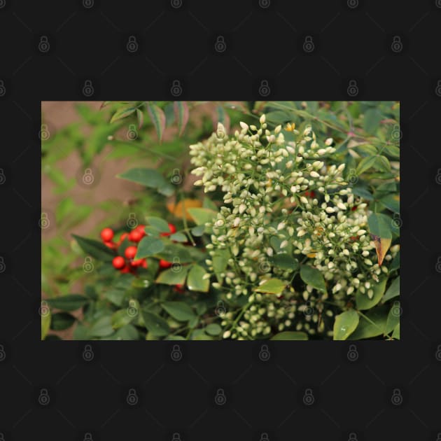 White Flowers Red Berries by ButterflyInTheAttic