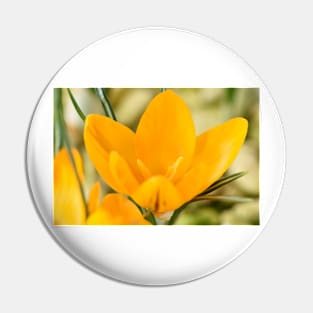 Crocus x luteus  &#39;Golden Yellow&#39;  Syn.  Crocus x stellaris &#39;Golden Yellow&#39; Crocus &#39;Golden Mammoth&#39; Pin