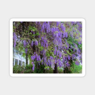 Purple Flower Tree Magnet