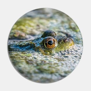 Bed of Bubbles, 🐸 Green Frog Photograph Pin