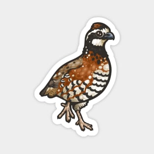 Northern Bobwhite Magnet