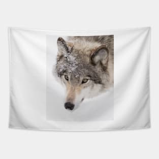 Timber Wolf Tapestry