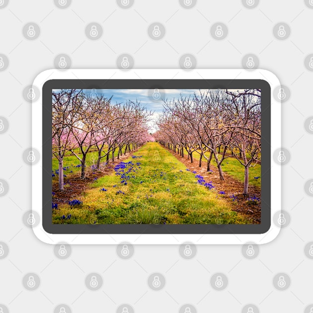 Peach Orchard Blossoms Magnet by Robert Alsop